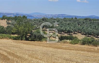 YALOVA ALTINOVA KAYTAZDERE DE UYGUN FİYATA SATLIK 7561 M2 TARLA!