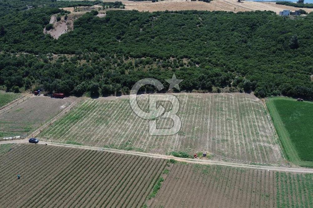 ÇANAKKALE MERKEZ HALİLELİ KÖYÜNDE SATILIK TARLA