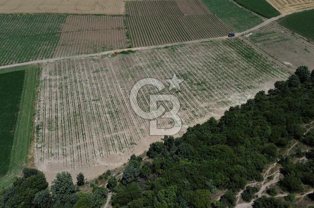 ÇANAKKALE MERKEZ HALİLELİ KÖYÜNDE SATILIK TARLA