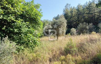Zeytinköy de Satılık 3.995 m² Tarla 