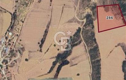 Bursa Yenişehir Satılık 18.250 m2 Tarla