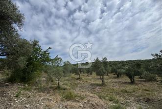 KALEMLİ'DE SATILIK TARLA - 5 - 356014