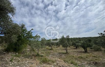 KALEMLİ'DE SATILIK TARLA