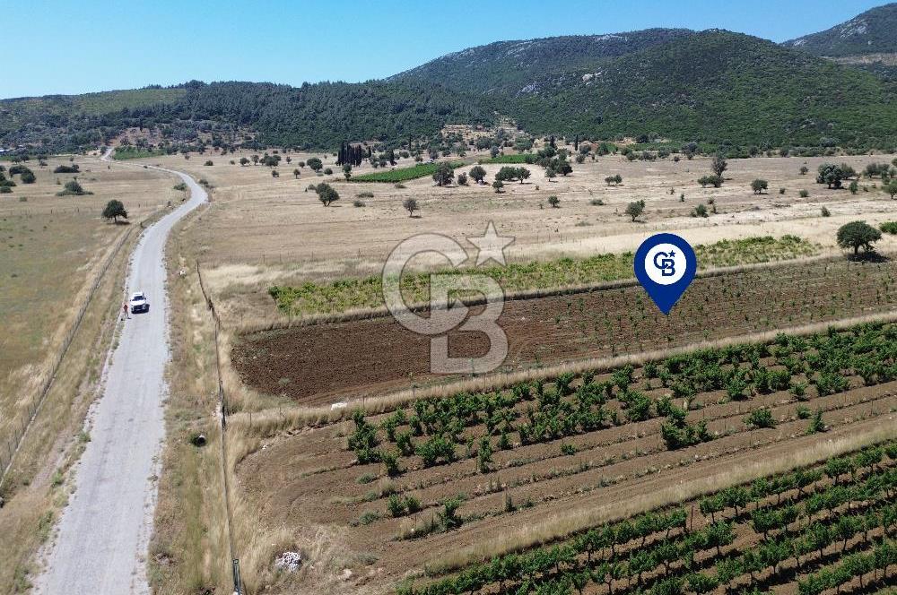 Karaburun Eğlenhoca Mahallesi'nde 11.268 m² Satılık Bağ