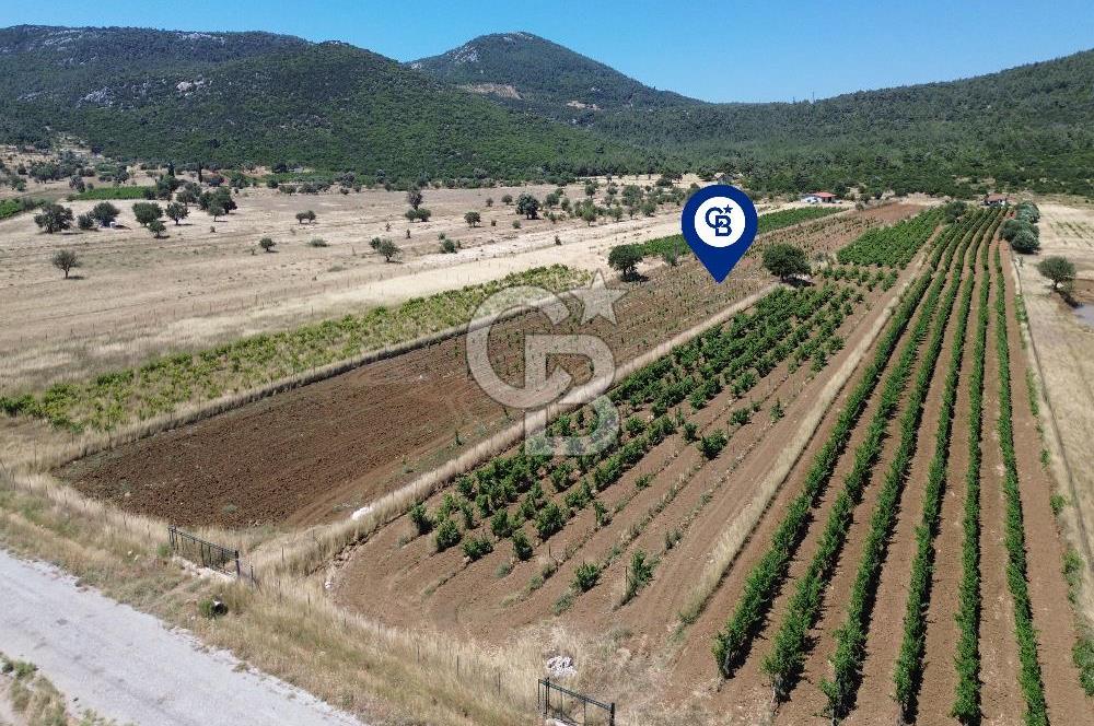 Karaburun Eğlenhoca Mahallesi'nde 11.268 m² Satılık Bağ