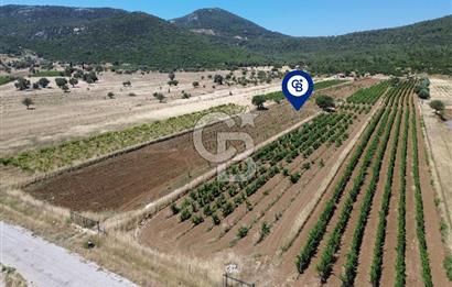 Karaburun Eğlenhoca Mahallesi'nde 11.268 m² Satılık Bağ