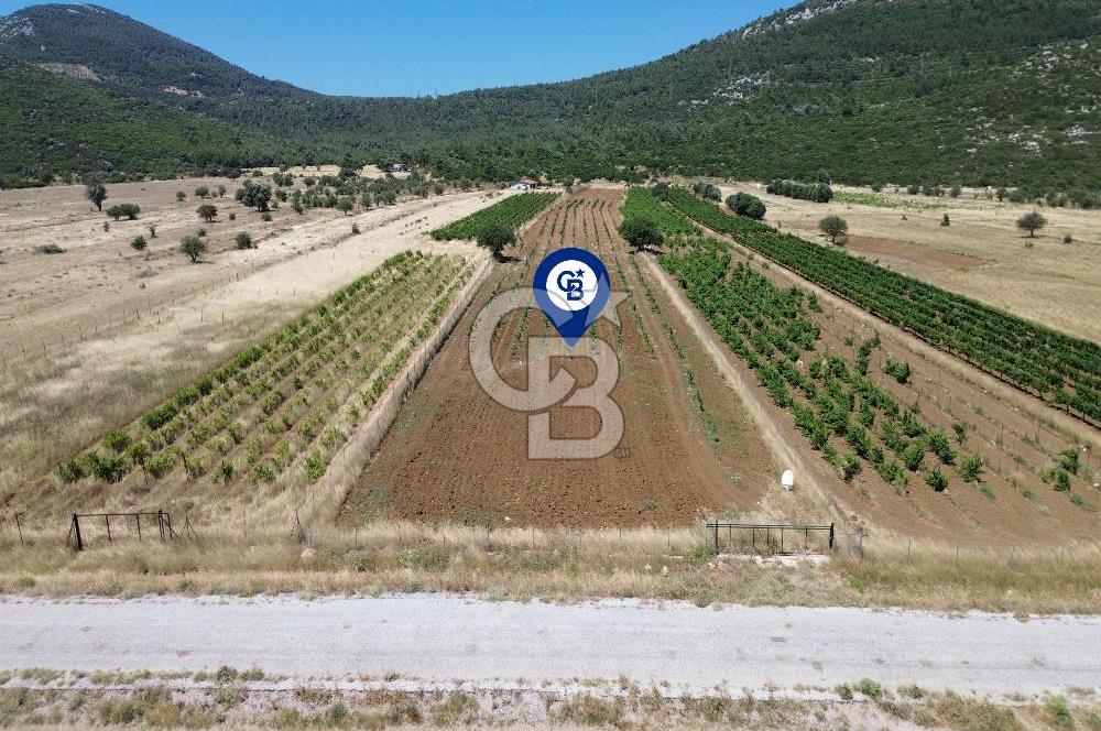 Karaburun Eğlenhoca Mahallesi'nde 11.268 m² Satılık Bağ