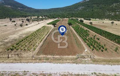 Karaburun Eğlenhoca Mahallesi'nde 11.268 m² Satılık Bağ