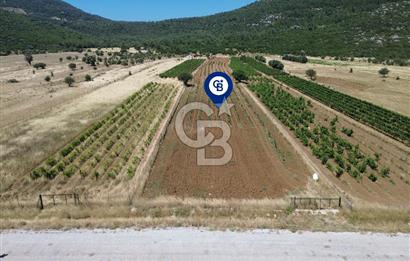 Karaburun Eğlenhoca Mahallesi'nde 11.268 m² Satılık Bağ