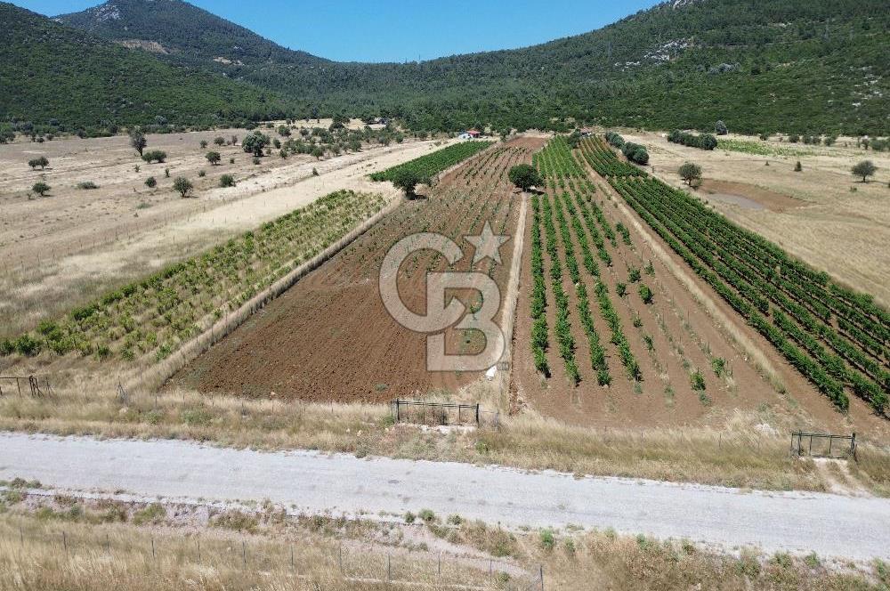 Karaburun Eğlenhoca Mahallesi'nde 11.268 m² Satılık Bağ