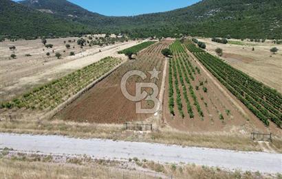 Karaburun Eğlenhoca Mahallesi'nde 11.268 m² Satılık Bağ