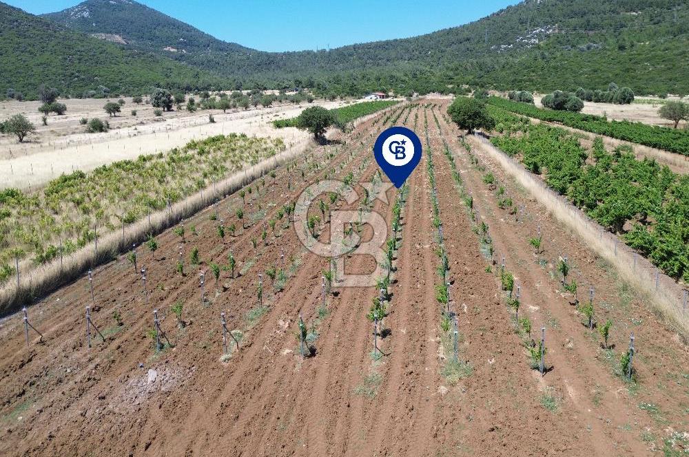 Karaburun Eğlenhoca Mahallesi'nde 11.268 m² Satılık Bağ