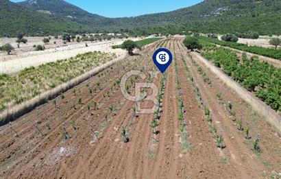 Karaburun Eğlenhoca Mahallesi'nde 11.268 m² Satılık Bağ