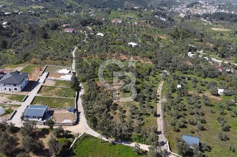 FIRSAT YUKARIKIZILCA DA YOLU AÇIK MÜSTAKİL 2750 M2 ZEYTİNLİ BAĞ 