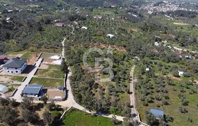 FIRSAT YUKARIKIZILCA DA YOLU AÇIK MÜSTAKİL 2750 M2 ZEYTİNLİ BAĞ 