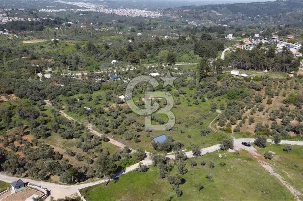 FIRSAT YUKARIKIZILCA DA YOLU AÇIK MÜSTAKİL 2750 M2 ZEYTİNLİ BAĞ 