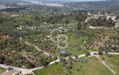 FIRSAT YUKARIKIZILCA DA YOLU AÇIK MÜSTAKİL 2750 M2 ZEYTİNLİ BAĞ 