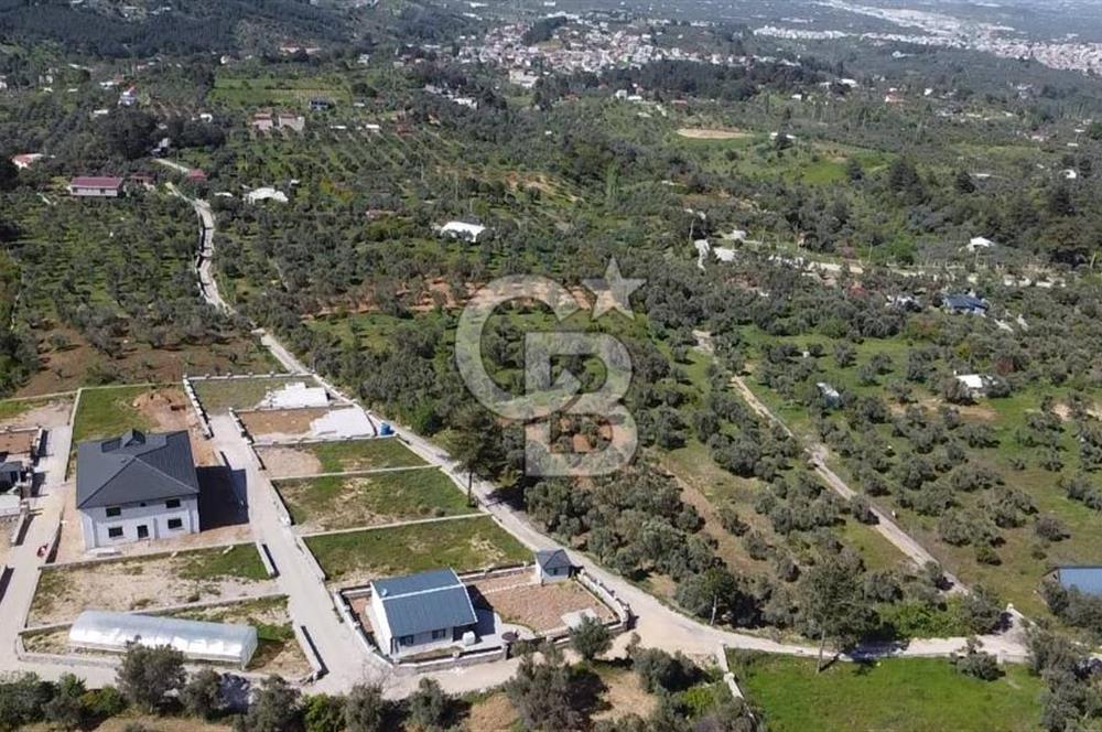FIRSAT YUKARIKIZILCA DA YOLU AÇIK MÜSTAKİL 2750 M2 ZEYTİNLİ BAĞ 