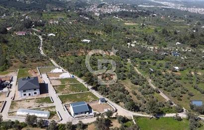 FIRSAT YUKARIKIZILCA DA YOLU AÇIK MÜSTAKİL 2750 M2 ZEYTİNLİ BAĞ 