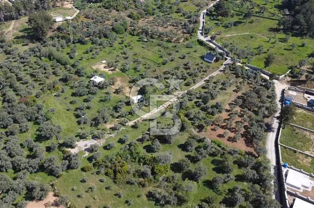 FIRSAT YUKARIKIZILCA DA YOLU AÇIK MÜSTAKİL 2750 M2 ZEYTİNLİ BAĞ 