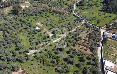 FIRSAT YUKARIKIZILCA DA YOLU AÇIK MÜSTAKİL 2750 M2 ZEYTİNLİ BAĞ 