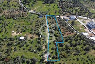 FIRSAT YUKARIKIZILCA DA YOLU AÇIK MÜSTAKİL 2750 M2 ZEYTİNLİ BAĞ  - 4 - 356266