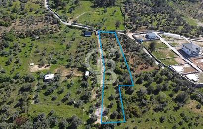 FIRSAT YUKARIKIZILCA DA YOLU AÇIK MÜSTAKİL 2750 M2 ZEYTİNLİ BAĞ 