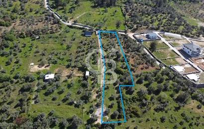 FIRSAT YUKARIKIZILCA DA YOLU AÇIK MÜSTAKİL 2750 M2 ZEYTİNLİ BAĞ 