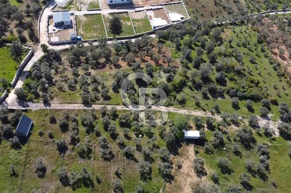 FIRSAT YUKARIKIZILCA DA YOLU AÇIK MÜSTAKİL 2750 M2 ZEYTİNLİ BAĞ 