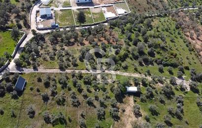 FIRSAT YUKARIKIZILCA DA YOLU AÇIK MÜSTAKİL 2750 M2 ZEYTİNLİ BAĞ 
