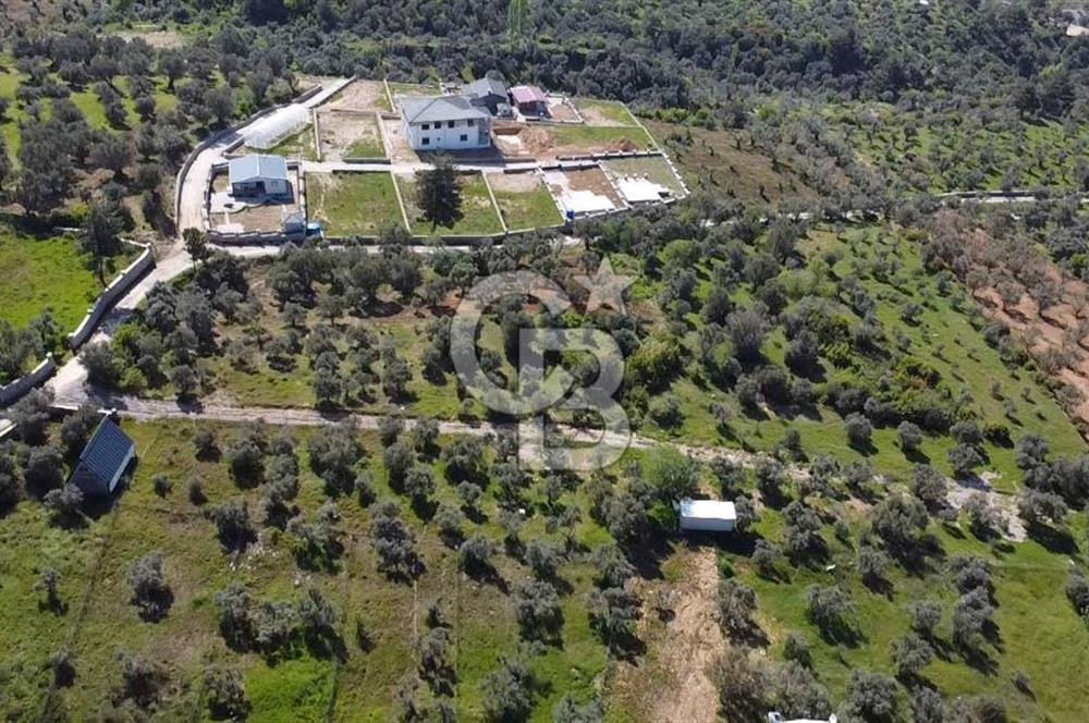 FIRSAT YUKARIKIZILCA DA YOLU AÇIK MÜSTAKİL 2750 M2 ZEYTİNLİ BAĞ 