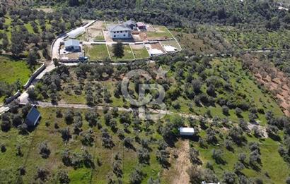 FIRSAT YUKARIKIZILCA DA YOLU AÇIK MÜSTAKİL 2750 M2 ZEYTİNLİ BAĞ 