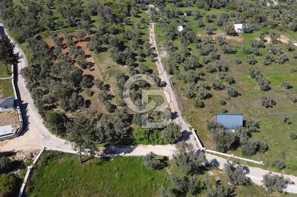 FIRSAT YUKARIKIZILCA DA YOLU AÇIK MÜSTAKİL 2750 M2 ZEYTİNLİ BAĞ 