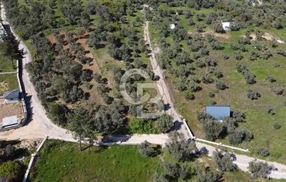 FIRSAT YUKARIKIZILCA DA YOLU AÇIK MÜSTAKİL 2750 M2 ZEYTİNLİ BAĞ 