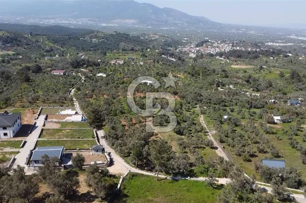 FIRSAT YUKARIKIZILCA DA YOLU AÇIK MÜSTAKİL 2750 M2 ZEYTİNLİ BAĞ 