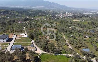 FIRSAT YUKARIKIZILCA DA YOLU AÇIK MÜSTAKİL 2750 M2 ZEYTİNLİ BAĞ 