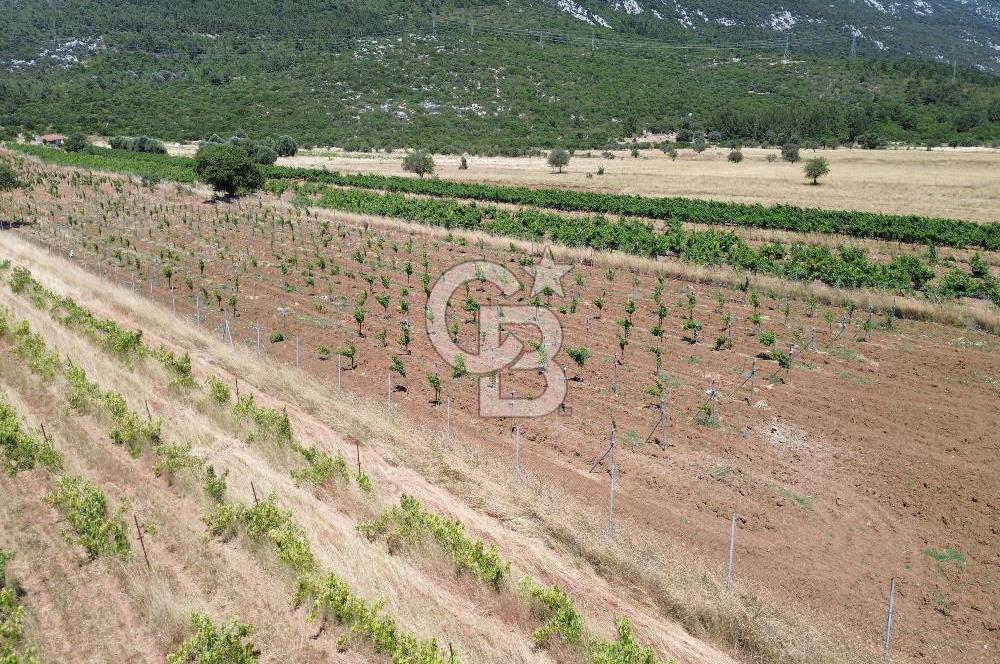 Karaburun Eğlenhoca Mahallesi'nde 11.268 m² Satılık Bağ
