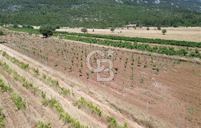 Karaburun Eğlenhoca Mahallesi'nde 11.268 m² Satılık Bağ
