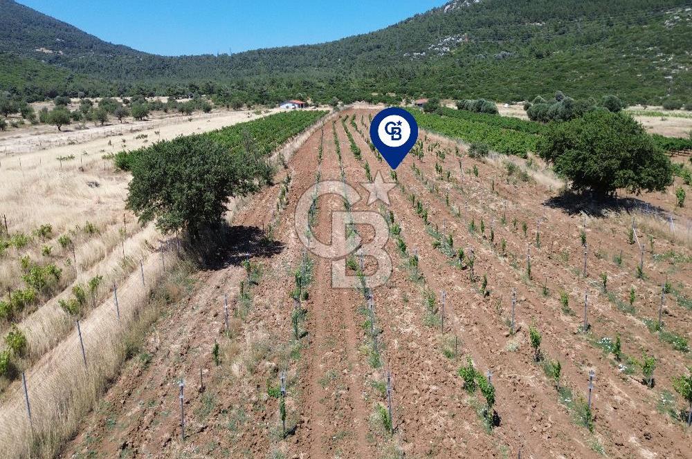 Karaburun Eğlenhoca Mahallesi'nde 11.268 m² Satılık Bağ