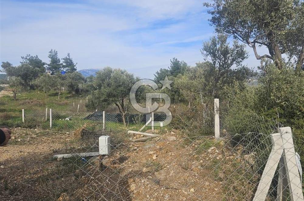 TORBALI ÇAPAK’TA YATIRIMLIK SATILIK ZEYTİNLİK HİSSESİ 