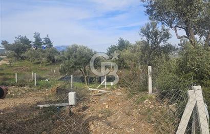 TORBALI ÇAPAK’TA YATIRIMLIK SATILIK ZEYTİNLİK HİSSESİ 