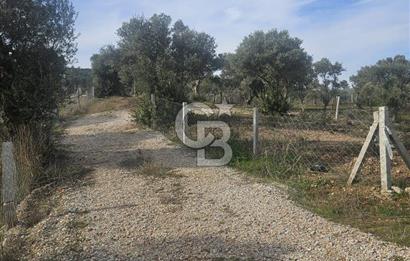 TORBALI ÇAPAK’TA YATIRIMLIK SATILIK ZEYTİNLİK HİSSESİ 