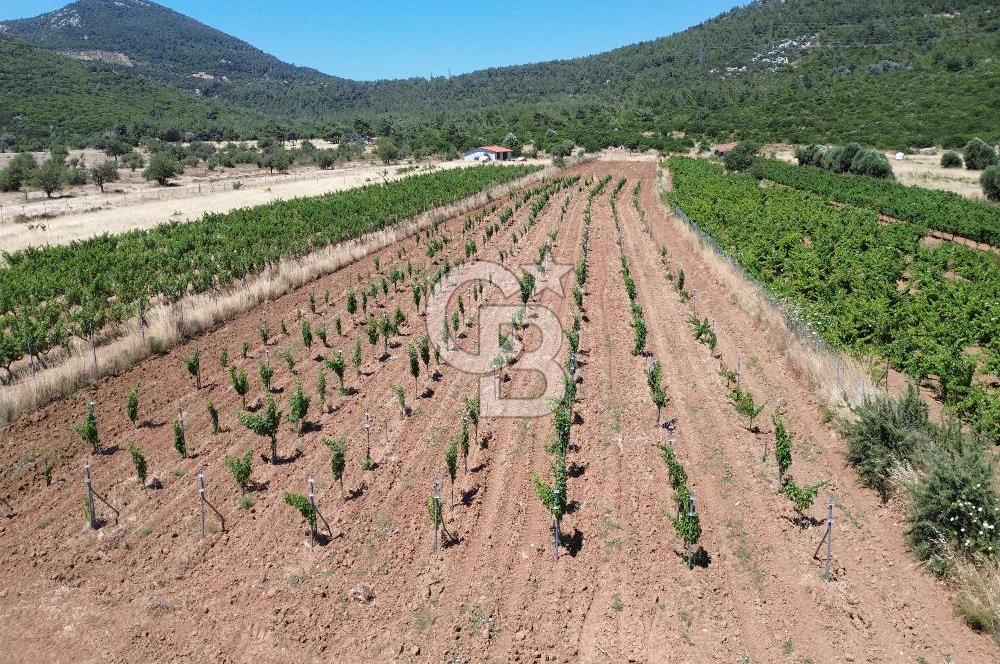 Karaburun Eğlenhoca Mahallesi'nde 11.268 m² Satılık Bağ