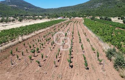 Karaburun Eğlenhoca Mahallesi'nde 11.268 m² Satılık Bağ