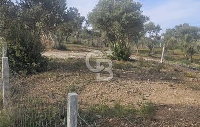 TORBALI ÇAPAK’TA YATIRIMLIK SATILIK ZEYTİNLİK HİSSESİ 