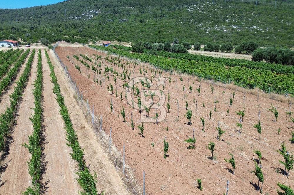 Karaburun Eğlenhoca Mahallesi'nde 11.268 m² Satılık Bağ