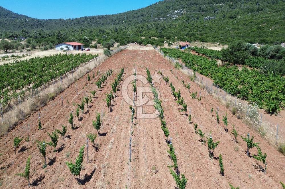 Karaburun Eğlenhoca Mahallesi'nde 11.268 m² Satılık Bağ