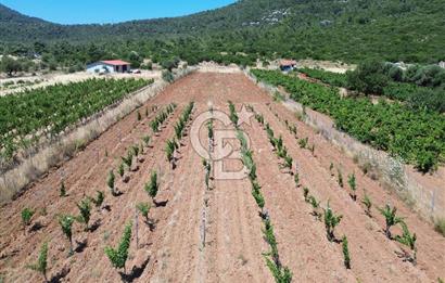 Karaburun Eğlenhoca Mahallesi'nde 11.268 m² Satılık Bağ