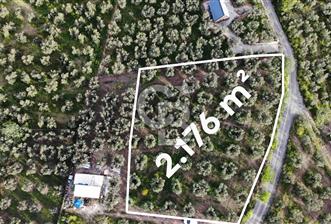 Mudanya Dereköy'de Yola Cephe Köy Merkezine Çok Yakın Zeytinlik - 1 - 356317