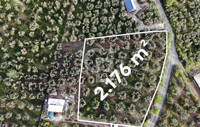 Mudanya Dereköy'de Yola Cephe Köy Merkezine Çok Yakın Zeytinlik